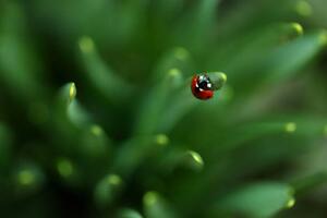 Fotografie Ladybug, Sanja Baljkas, (40 x 26.7 cm)