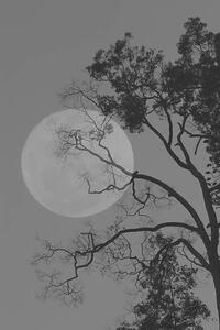 Fotografie Tree and the moon, bochimsang, (26.7 x 40 cm)