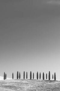 Fotografie Cypress Trees, Tuscany, StephenBridger, (26.7 x 40 cm)