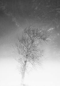 Fotografie the tree and frozen soil in black and white, Alessandro Pianalto