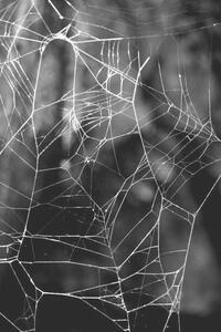 Fotografie Monochrome Web, Gary Rundle, (26.7 x 40 cm)