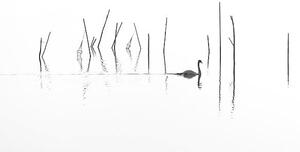 Fotografie Silhouette of Swan swimming through fish, RelaxFoto.de