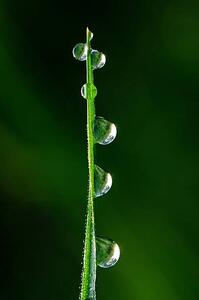 Fotografie Drops of dew, japedro, (26.7 x 40 cm)