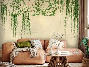 Fototapeta Břečťan na zdi - zelené popínavé rostliny na béžové cihlové staré zdi