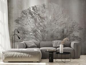 Fototapeta Stříbrný dub - rozložitý strom bez listů v odstínech šedé