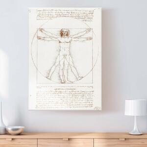 Reprodukce obrazu Vitruviánský muž (Proporce lidského těla podle Vitruvia)