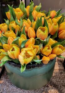 Kytice 7ks oranžových realistických tulipánů - 45cm