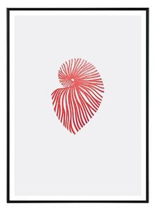 Nautilus II - 30x40 cm Obraz