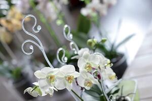 Prosperplast Podpěra na orchidej DECOR I růžová transparentní 58,5 cm