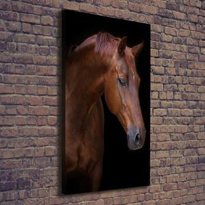 Foto obraz na plátně Portrét koně pl-oc-70x140-f-114030424