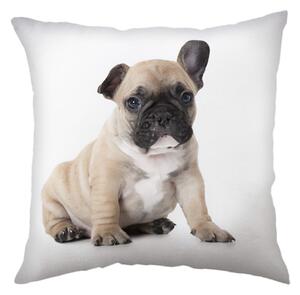 Jerry Fabrics Dětský polštářek s potiskem - Bulldog | 40 x 40 cm