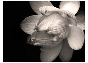 Fototapeta - Květ lotosu 250x193 + zdarma lepidlo