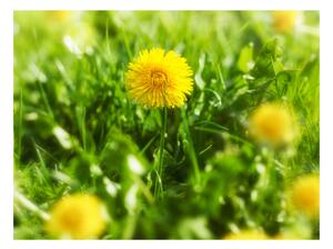 Fototapeta - Pampeliška květiny 250x193 + zdarma lepidlo