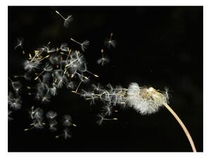 Fototapeta - Semena pampelišky ve větru 250x193 + zdarma lepidlo