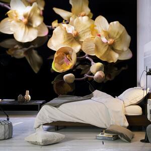 Fototapeta - Orchideje v béžové 200x154 + zdarma lepidlo