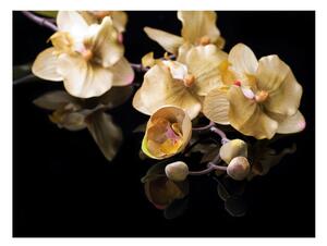 Fototapeta - Orchideje v béžové 200x154 + zdarma lepidlo