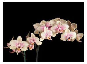 Fototapeta - Kvetoucí orchidej II 250x193 + zdarma lepidlo