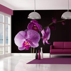 Fototapeta - Rosa na orchideji II 200x154 + zdarma lepidlo