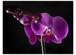 Fototapeta - Elegantní orchidej 250x193 + zdarma lepidlo
