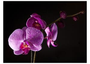 Fototapeta - Rosa na orchideji II 250x193 + zdarma lepidlo