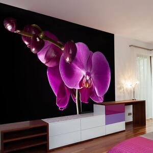 Fototapeta - Elegantní orchidej 200x154 + zdarma lepidlo