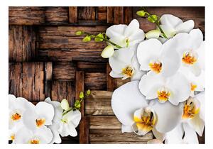 Fototapeta - Kvetoucí orchideje 400x280 + zdarma lepidlo