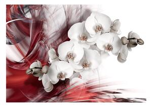 Fototapeta - Orchidej v červené barvě 200x140 + zdarma lepidlo