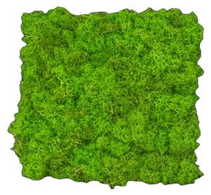 MiniGREENs z Islandského mechu sada 6 ks 25x25 - May green