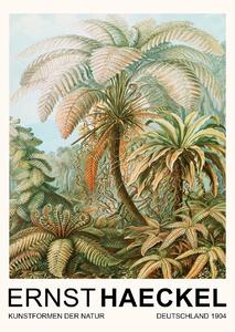 Obrazová reprodukce Filicinae–Laubfarne / Rainforest Trees (Vintage Academia) - Ernst Haeckel, (30 x 40 cm)