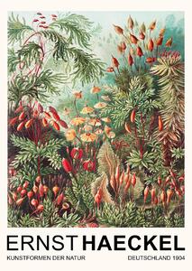 Obrazová reprodukce Muscinae–Laubmoose / Rainforest Plants (Vintage Academia) - Ernst Haeckel, (30 x 40 cm)