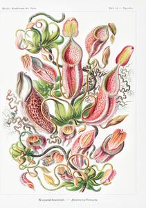 Obrazová reprodukce Nepenthaceae–Kannenpflanzen (Carnivorous Plants / Academia) - Ernst Haeckel, (30 x 40 cm)