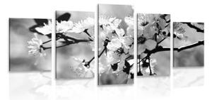 5-dílný obraz třešňový květ v černobílém provedení - 100x50 cm