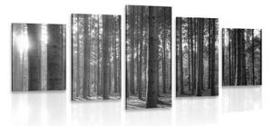 5-dílný obraz ráno v lese v černobílém provedení - 100x50 cm