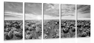 5-dílný obraz východ slunce nad loukou s tulipány v černobílém provedení - 100x50 cm