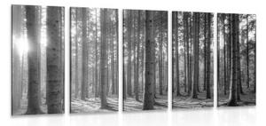 5-dílný obraz ráno v lese v černobílém provedení - 100x50 cm