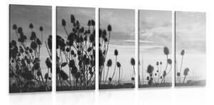 5-dílný obraz stébla trávy na poli v černobílém provedení - 100x50 cm