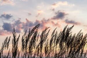 Fototapeta tráva při zapadajícím slunci - 300x200 cm
