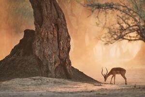 Samolepící fototapeta africká antilopa - 300x200 cm