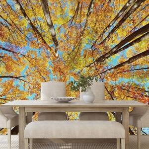 Fototapeta podzimní koruny stromů - 300x200 cm