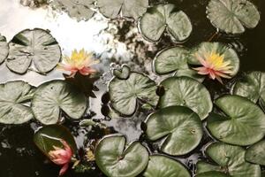 Fototapeta lotosový květ v zahradě - 300x200 cm