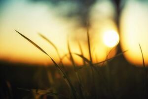 Fototapeta zapadající slunce v trávě - 300x200 cm