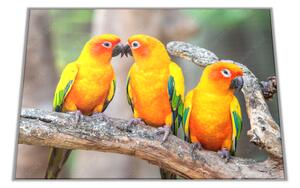 Skleněné prkénko papoušek aratinga sluneční - 30x20cm