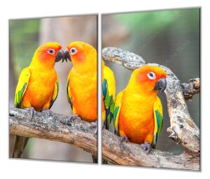 Ochranná deska sklo papoušek aratinga sluneční - 52x60cm / S lepením na zeď