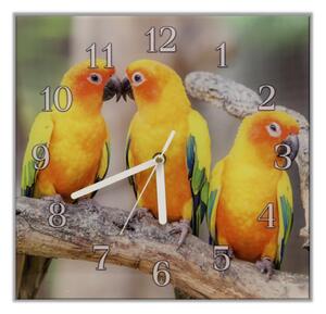 Nástěnné hodiny papoušek aratinga sluneční - plexi
