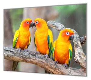 Ochranná deska sklo papoušek aratinga sluneční - 50x70cm / Bez lepení na zeď