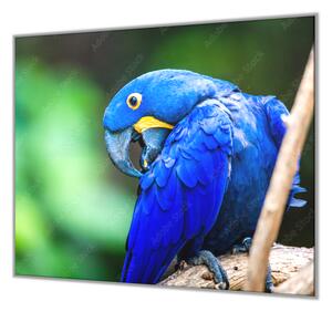 Ochranná deska papoušek Ara Hyacintová - 50x70cm / S lepením na zeď