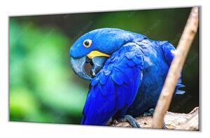 Ochranná deska papoušek Ara Hyacintová - 52x60cm / S lepením na zeď