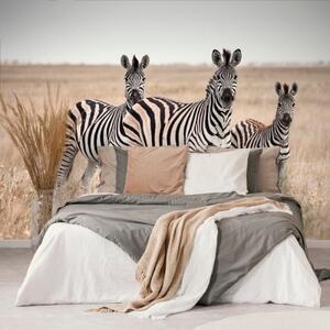 Fototapeta tři zebry v savanu - 300x200 cm