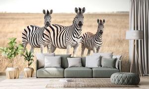 Samolepící fototapeta tři zebry v savanu - 300x200 cm