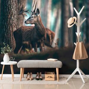 Fototapeta jelen v borovém lese - 300x200 cm
